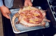 Armadillo guisado