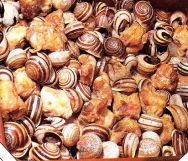 Caracoles de payés
