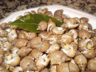 Caracolillos de mar