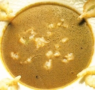 Crema de mariscos