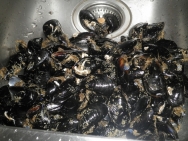 Limpiando los mejillones