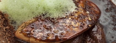 Hígado de pato fresco (foie) after-eight