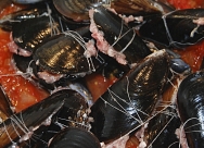 Mejillones rellenos de arroz
