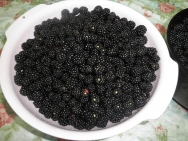 Moras recién cogidas