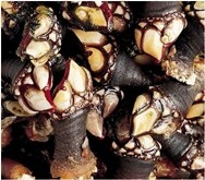 Percebes
