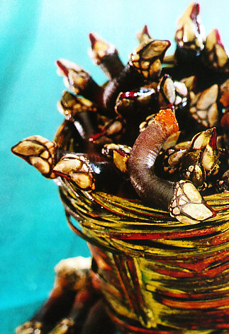 Percebes a la sencilla