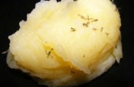 Puré de patata al tomillo