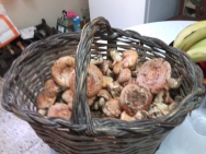 Rovellones