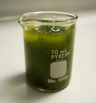 Salsa de romero