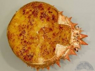 Txangurro al horno